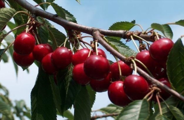 Pūres Dārzkopības izmēģinājumu stacija AS